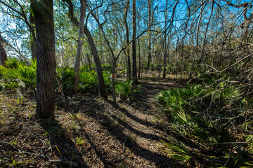 Big Oak Trail after Hurricane Idalia, Suwannee River State Park, Florida