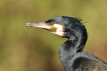 Close up view of great cormorant (Phalacrocorax carbo)