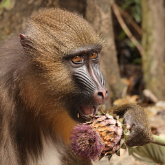 A mandrill (Mandrillus sphinx) portrait