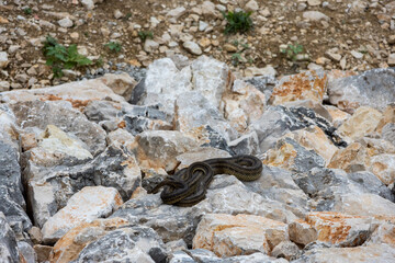 Serpente sulle rocce del Parco Nazionale di Krka in Croazia