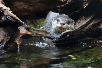 Asian small-clawed otter, close-up view