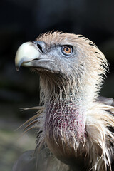 The Eurasian griffon vulture in closeup view, Gyps fulvus