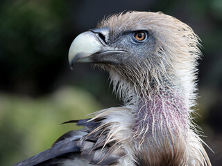 The Eurasian griffon vulture in closeup view, Gyps fulvus
