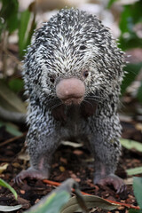 Brazilian porcupine searching for food on ground, Coendou prehensilis