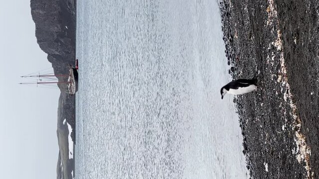 Only one penguin on the stone coast of the Antarctic peninsula at cloudy weather, ancient sailing ship on background