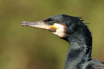 Close up view of great cormorant (Phalacrocorax carbo)