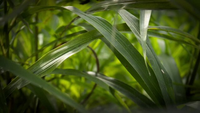 background of green weeds moving by the wind in the garden