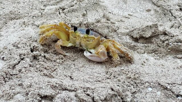 Crab on the shore of the Atlantic Ocean. A snow-white beach on the coast of the island of Cuba. A land crab runs into its burrow. The land crab is a ghost with protruding eyes