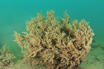Bush of brown seaweeds with bubble-like floats struggling under load of fine sediment. Location: Mahurangi Harbour New Zealand