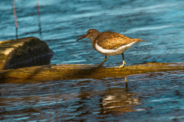Sandpiper on a timber