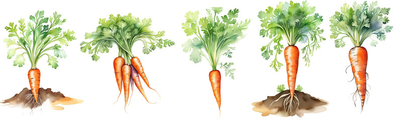 Watercolor carrots collection. Orange raw vegetables isolated on transparent png background. Cutout mix of Ai generated illustrations.