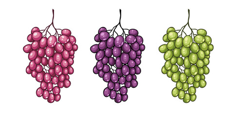 Collage mix set of fresh grapes ripe fruit clasters. Isolated on white background. Vector illustration.