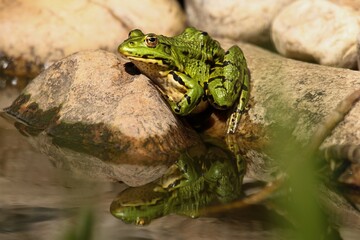 Edible frog is basking in the sun