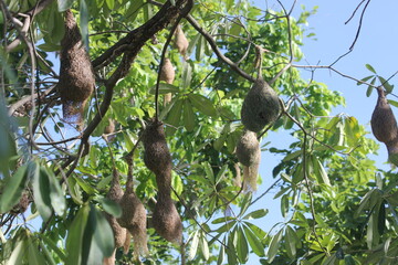 lots of weaver birds nests on tress