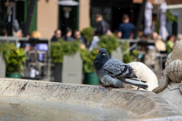 Piccione nella fontana in piazza in Città Alta a Bergamo, Italia