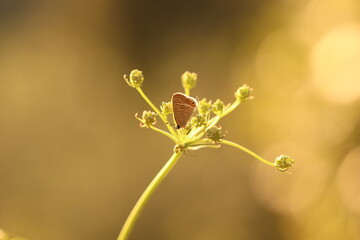 una piccola farfalla su un fiore al tramonto
