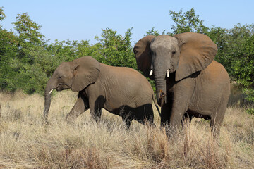 Afrikanischer Elefant / African elephant / Loxodonta africana