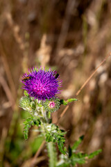 Violette Blüte einer grünen Distel vor verdorrter Wiese