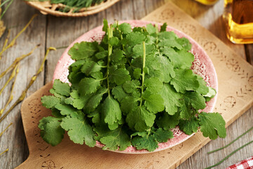 Fresh tetterwort or greater celandine leaves - ingredient for herbal tincture