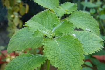 cuban oregano leaves in the garden
