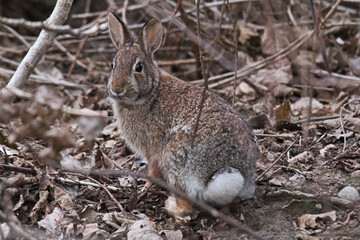 piccolo coniglio selvatico