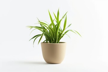 A Potted Plant on a White Table