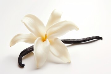 White Vanilla flower With Black Stems on a White Background
