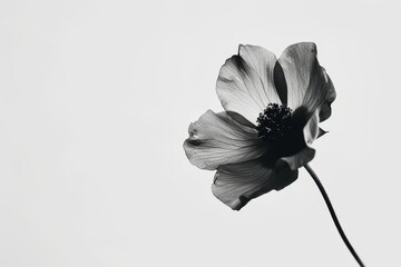 A Black and White Photo of a Single Flower