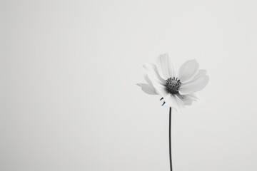 A Single Flower in Black and White