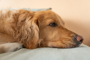 Golden Retriever Relaxing on Peach. A serene moment captured as a golden retriever lies with its head on a comfy mattress, displaying a thoughtful expression against a peach background