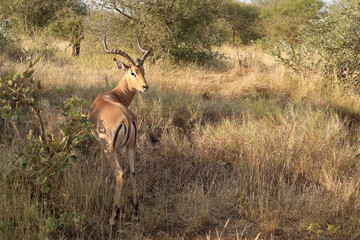 Schwarzfersenantilope / Impala / Aepyceros melampus