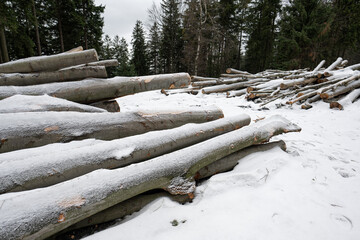 Cut beech trunks lying on the ground in winter with snow.