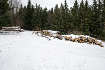 Cut beech trunks lying on the ground in winter with snow.