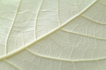 Close-up of a delicate green leaf vein pattern, symbolizing nature's intricate beauty.

