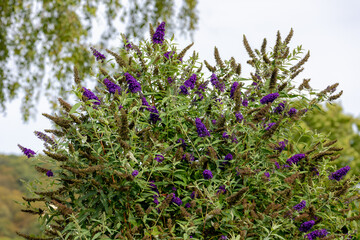Selective focus of violet blue flower Summer lilac (Vlinderstruik) Buddleja davidii, Butterfly-bush...