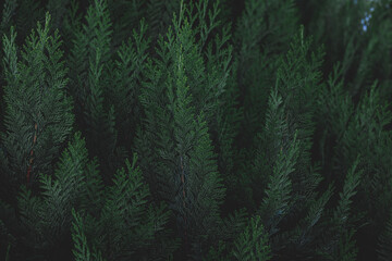 Dark toned of green leaves in garden, Chamaecyparis lawsoniana, Port Orford cedar or Lawson cypress...