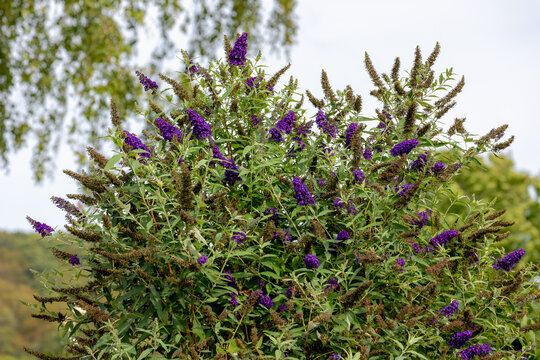 Selective focus of violet blue flower Summer lilac (Vlinderstruik) Buddleja davidii, Butterfly-bush or Orange eye is a species of flowering plant in the family Scrophulariaceae, Nature background.