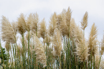 Selective focus of white cream fluffy flower of Pampas grass in the garden with blurred trees, Cortaderia selloana is a flowering plant native to southern South America, Nature flora background.
