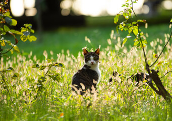 A beautiful cat hiding in the grass