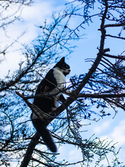 Cat thinks it's a bird and climbs tree branches