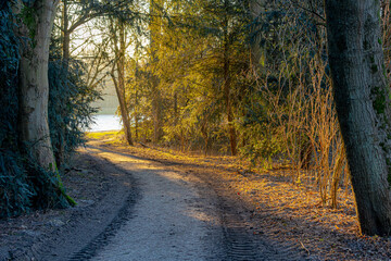Gravel pathway through the wood in winter with sunlight, Rows of bare trees along both side of walkways and dried leaves, Amsterdamse Bos (Forest) Amsterdam, Netherlands, Beautiful nature background.