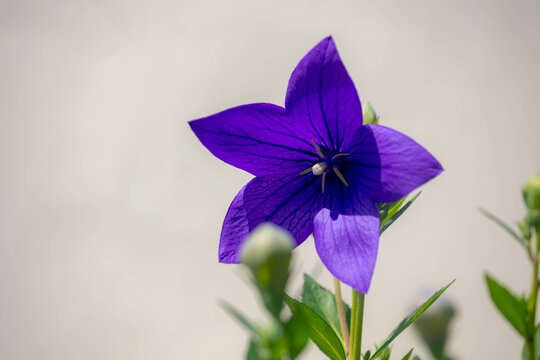 Selective focus of violet blue flower with green leaves in garden, Platycodon grandiflorus is a species of herbaceous flowering perennial plant of the family Campanulaceae, Nature floral background.