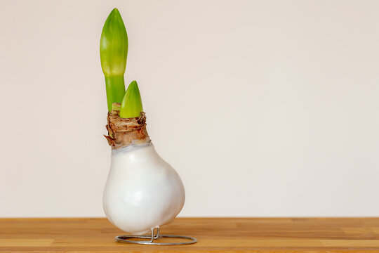 Selective focus white waxed covered bulb or sprout of flower on the table, Amaryllis is the only genus in the subtribe Amaryllidaceae, It is a small genus of flowering bulbs, Natural floral background