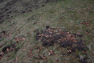 Abraded grass sods caused by a boar.