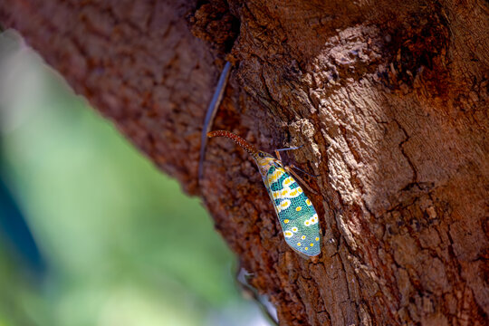 Selective focus of wild Pyrops candelaria on the longan tree background, Pyrops candelaria is a species of planthopper often placed in the tribe Laternariini that occur primarily in southeast Asia.