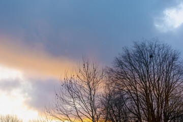 Selective focus of bare tree in winter during the sun going down, Silhouette and shadow of branches tree with colourful sunset skyline in the evening with golden yellow and clouds, Nature background.