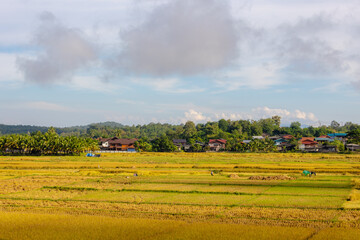 Fototapeta na wymiar Agriculture concept, Landscape view of yellow golden rice with mountains and small village, The ears of paddy in the rice field with soft sunlight in morning, Countryside farm in northern, Thailand.