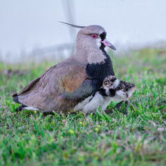 Vanellus chilensis with its babies
