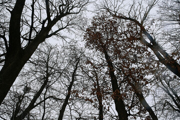 sky, tall trees, yellow leaves, many branches, bottom-up view