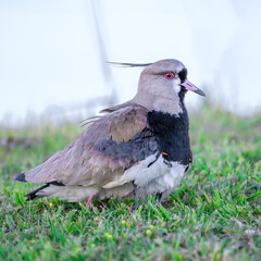 Vanellus chilensis with its babies